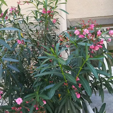 Friendly Well Located Family Apartamento Split